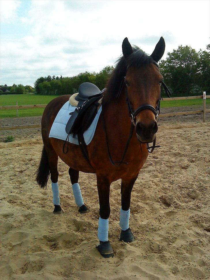 Anden særlig race Chili billede 4