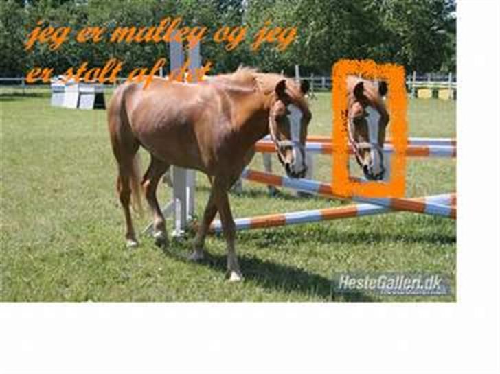 Anden særlig race o´malley<3<3 (miss you)  billede 15