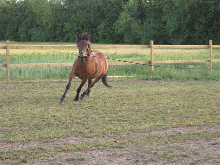 Anden særlig race Chili billede 5
