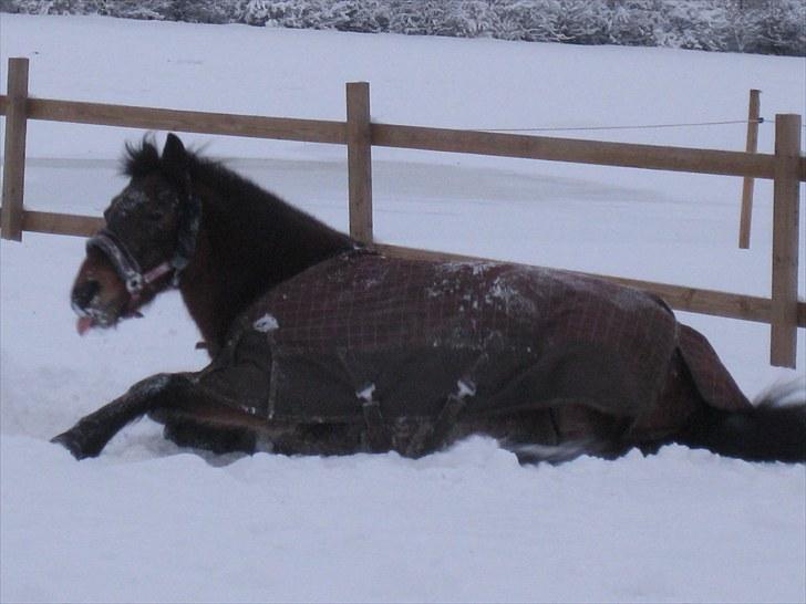 Anden særlig race Chili billede 6