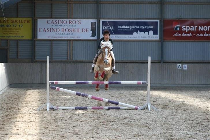 Haflinger Kong Fu - d. 12-06-10 Hygge spring uden sadel Foto: Sara billede 20