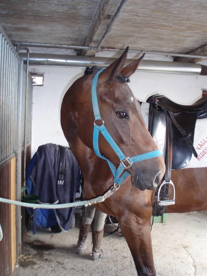 Dansk Varmblod Valløs Medea billede 5