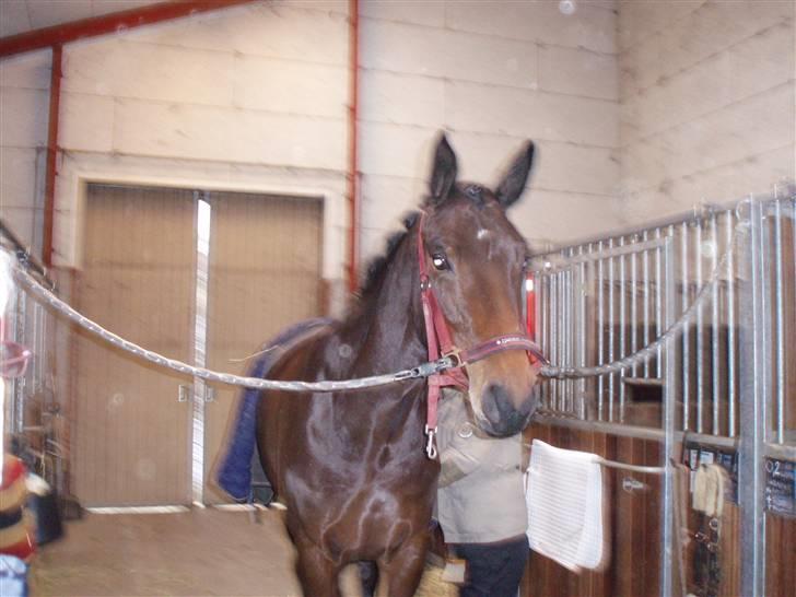 Dansk Varmblod Valløs Medea billede 6