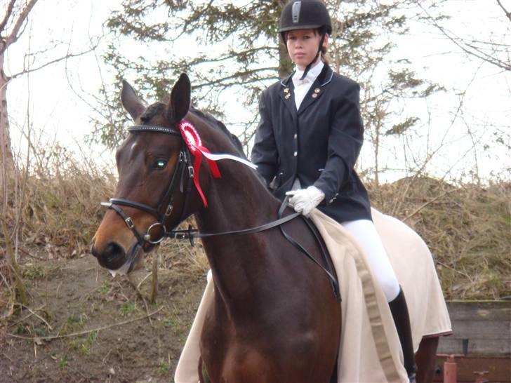 Dansk Varmblod Valløs Medea billede 7