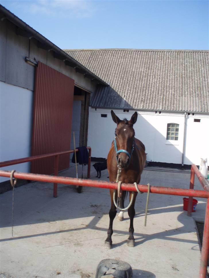 Dansk Varmblod Valløs Medea billede 8