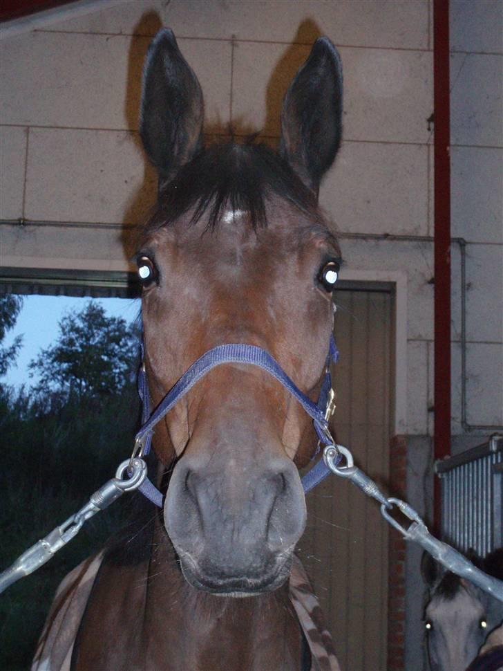 Dansk Varmblod Valløs Medea billede 9