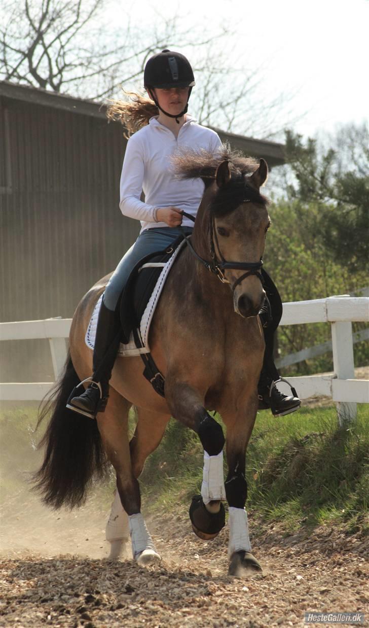 DSP Tovdal's Irish Dundee - Galop<3 Fotograf:mhl-photo billede 16