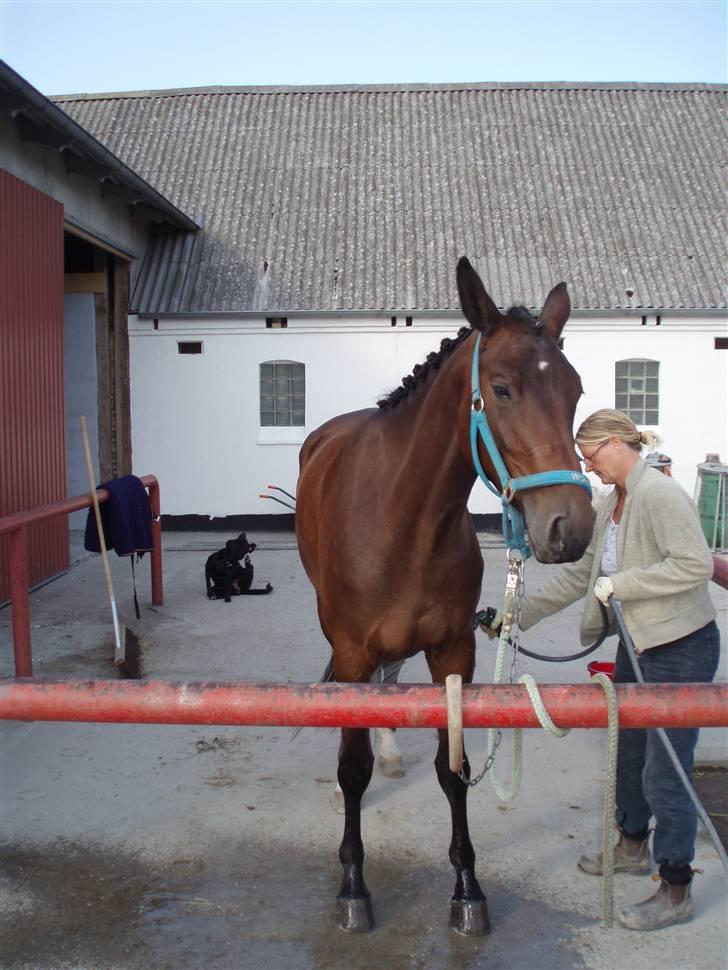 Dansk Varmblod Valløs Medea billede 10