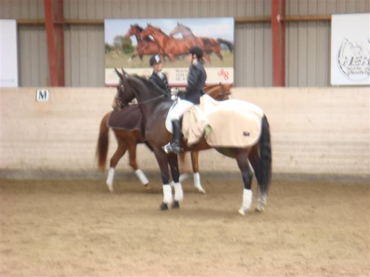 Dansk Varmblod Valløs Medea billede 11