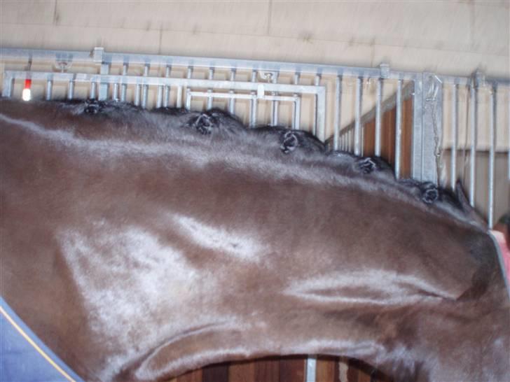 Dansk Varmblod Valløs Medea billede 12