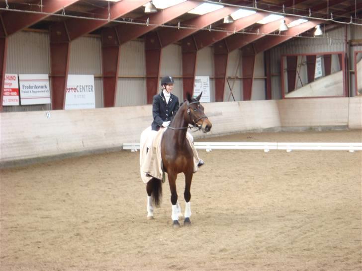 Dansk Varmblod Valløs Medea billede 13