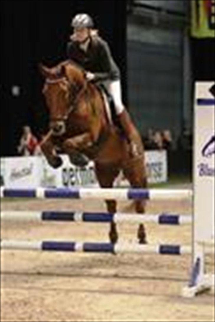 New Forest Simba  - Velkommen til Simba´s profil!  :)    Trine og Simba til JBK 2010. billede 1
