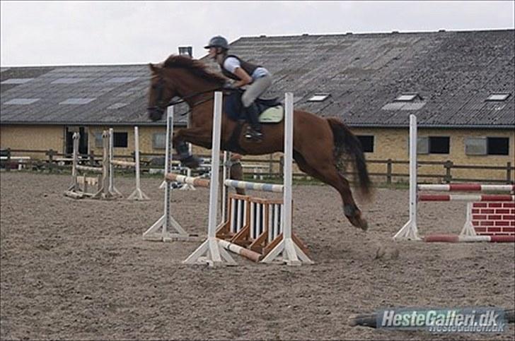 New Forest Simba  - Simba og jeg på springbanen.  Foto: Signe Hansen. billede 2