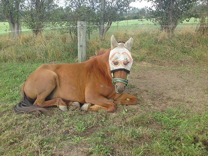 New Forest Simba  - Simba på sommergræs 2009.  Foto: Mig billede 3