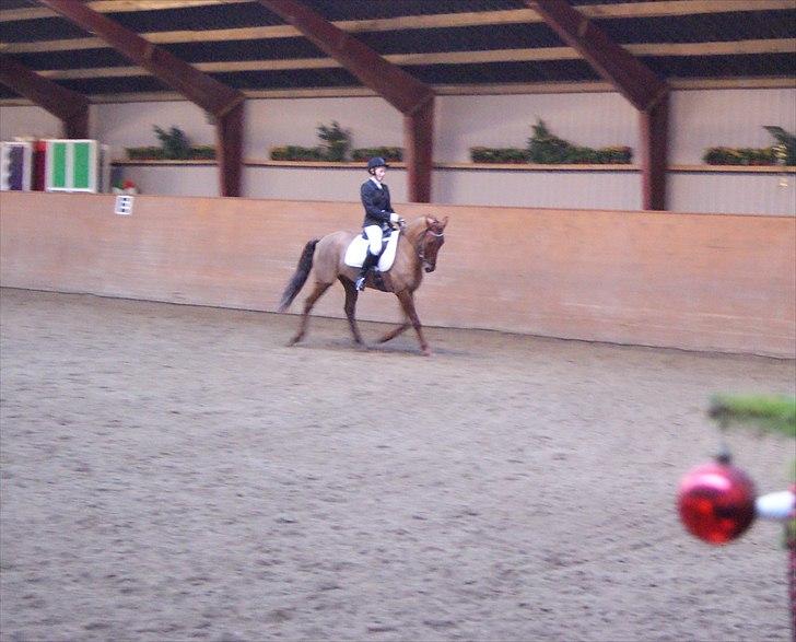 New Forest Simba  - Simba og jeg til dressur stævne. Her rider vi LA1.  Foto: Ole Hansen. billede 4