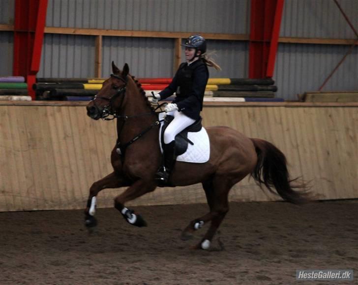 New Forest Simba  - Simba og jeg til stævne. (LB)   Foto: Anne Krogh. billede 5