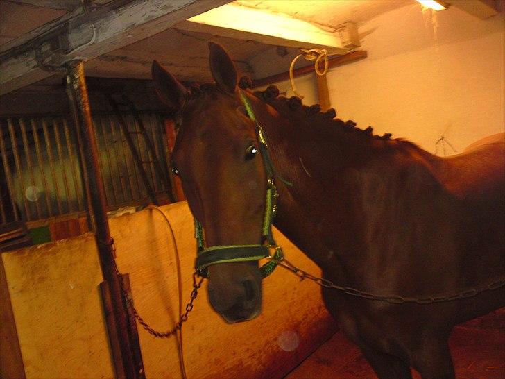 New Forest Simba  - Simba før stævne.   Foto: mig billede 6