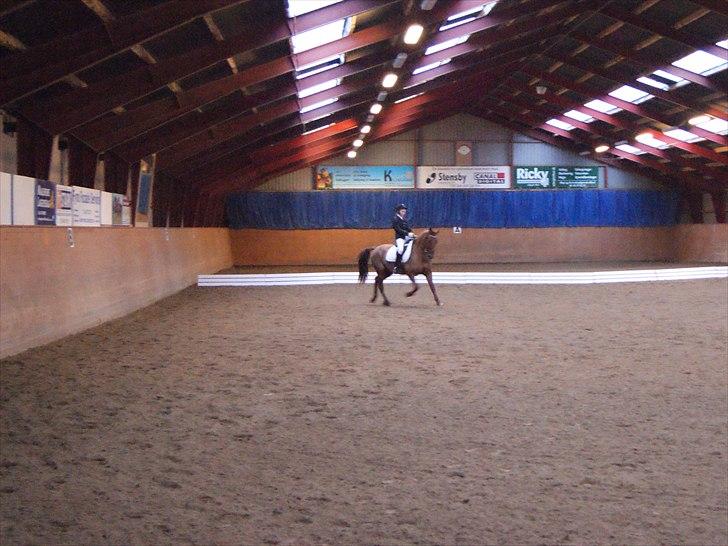 New Forest Simba  - Simba og jeg i gang med en øgning til distrikt stævne.     Foto: Ole Hansen. billede 7