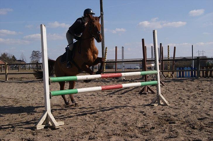 New Forest Simba  - Simba og jeg på springbanen   :)  Foto: Lene Poulsen billede 9