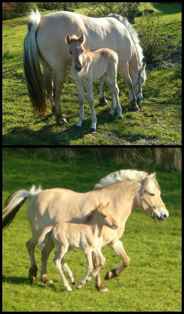 Anden særlig race Cassiopeia *Min Stjerne* - 3// Cassiopeia som helt lille <3 Første gang hun var ude. Foto: mig ;P billede 3