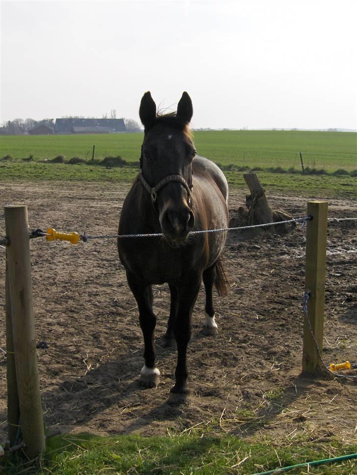 Anden særlig race Fleur  billede 13