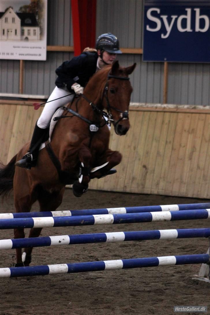 New Forest Simba  - Simba og jeg til stævne på Egtved.   Foto: Anne Krogh. billede 10