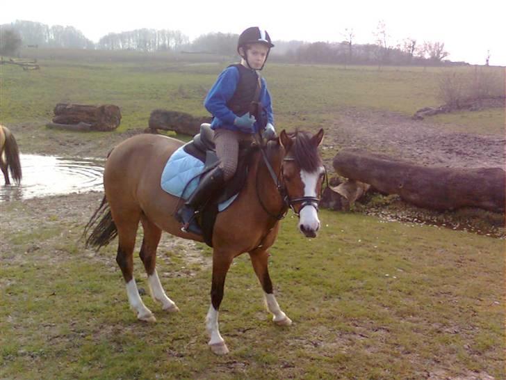 Welsh Pony af Cob-type (sec C) Gavotte`s Cathrien - godt vi kom ud af vandet.. billede 8