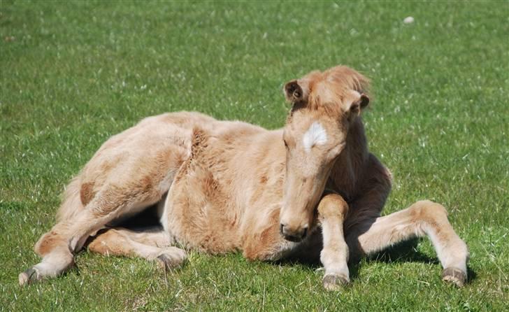 Palomino Lysgaards Dharma billede 11