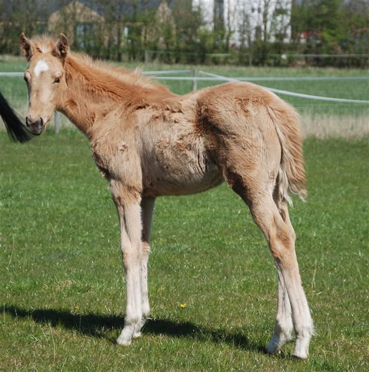 Palomino Lysgaards Dharma billede 12