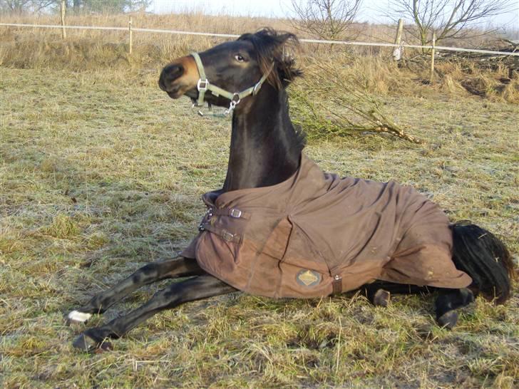 Dansk Varmblod Miss Dior billede 10