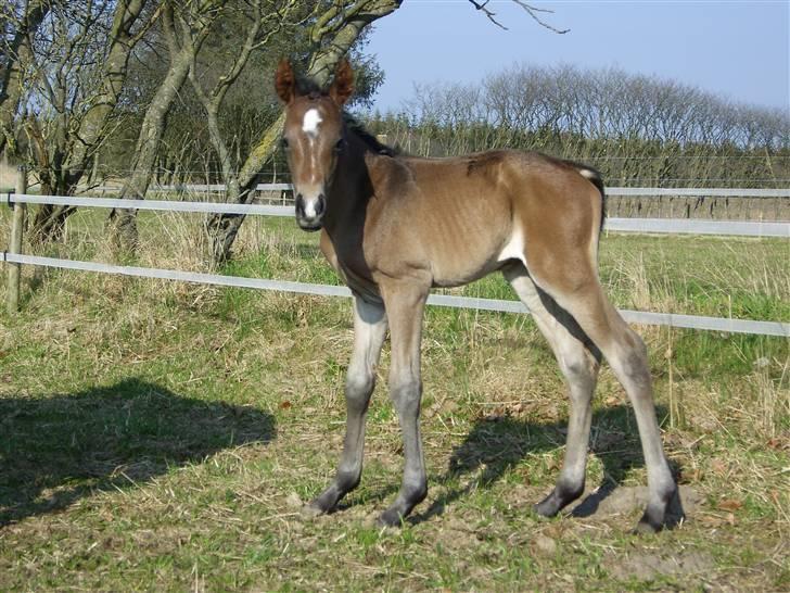Dansk Varmblod Falcon billede 6