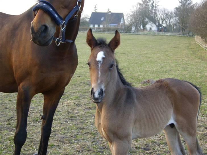 Dansk Varmblod Falcon billede 7