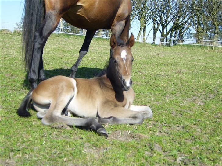 Dansk Varmblod Falcon billede 8