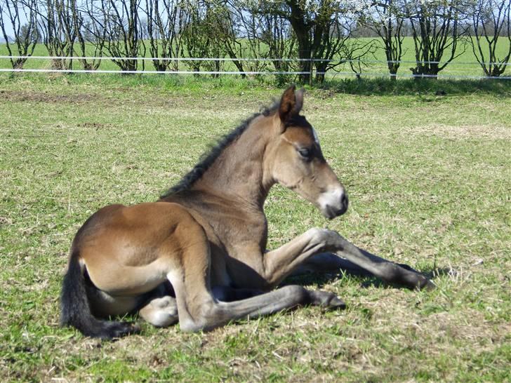 Dansk Varmblod Falcon billede 10