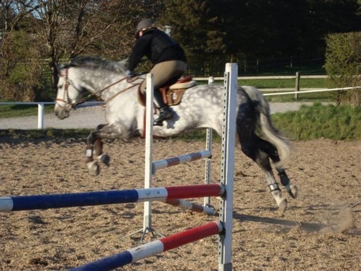 Dansk Varmblod Calida-Em - Til springning for 3 gang efter jeg havde fået hende:-) billede 8