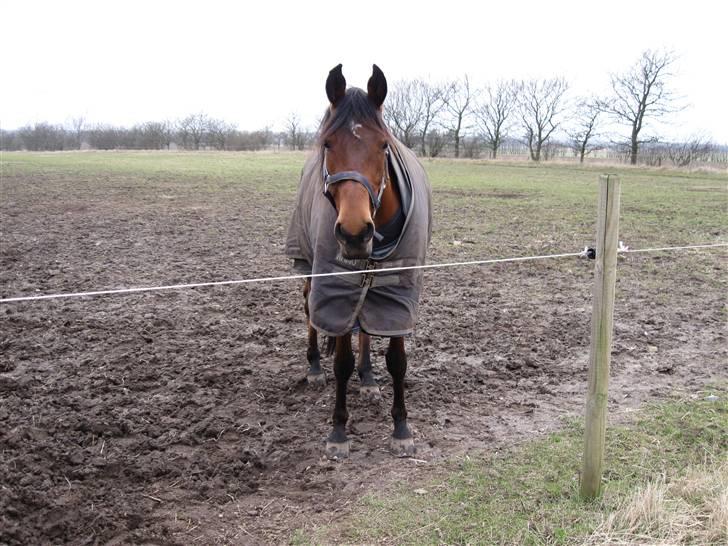 Arabisk fuldblod (OX) Malek (Tidligere redet) - Malek vil gerne ind fra marken.. billede 19