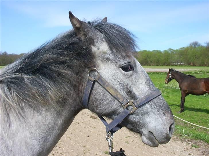 Knabstrupper Chico Dot DK - Som baby billede 9