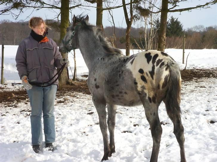 Knabstrupper Chico Dot DK - Som baby billede 10