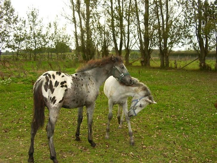 Knabstrupper Chico Dot DK - Som 6 måneders med halvsøster billede 11