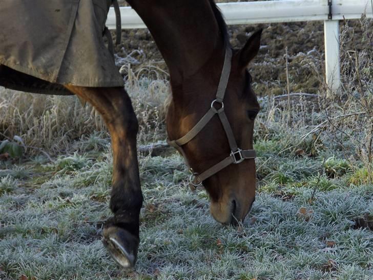 Hannoveraner Disney billede 20