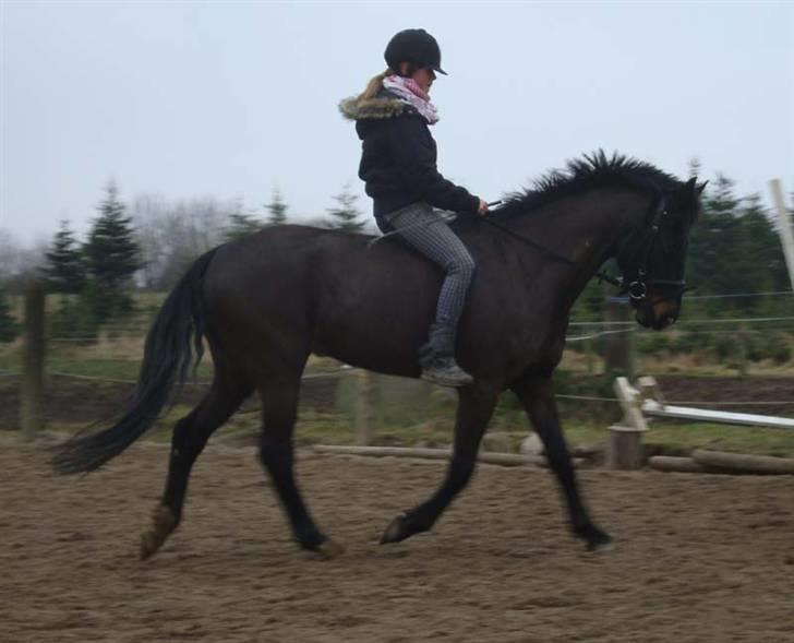 Anden særlig race Prince billede 6