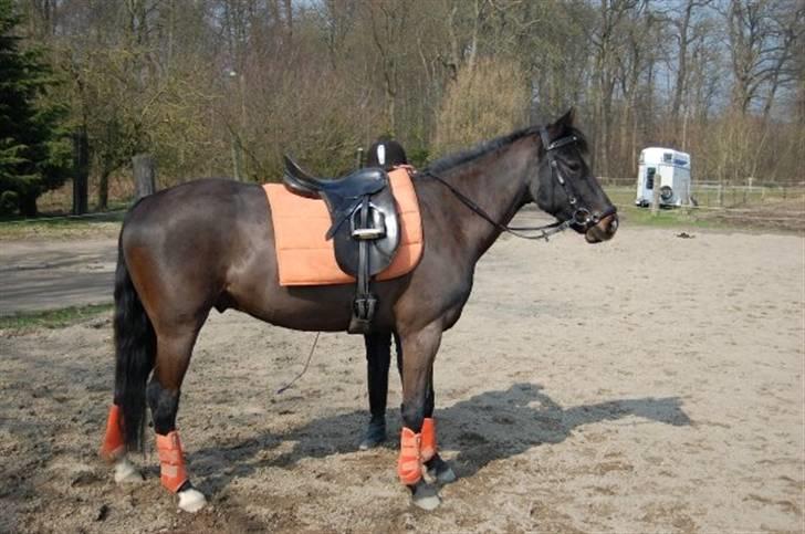 Anden særlig race Prince billede 10