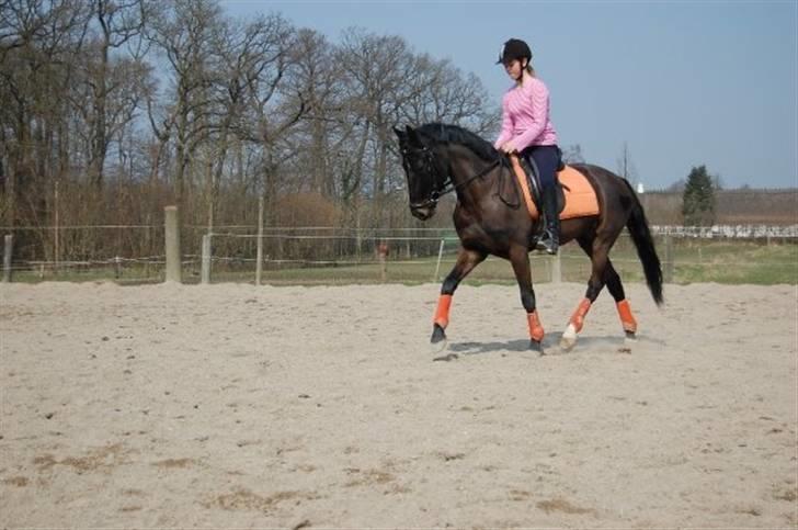 Anden særlig race Prince billede 11