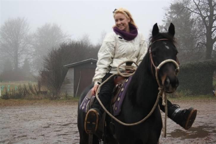 Anden særlig race Prince billede 13