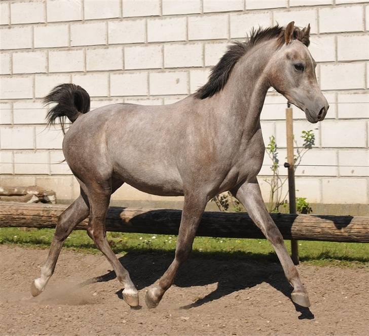 Arabisk fuldblod (OX) Magic White Dream - Taget d. 21.04 - 2009.   Foto: Jani Pedersen billede 10