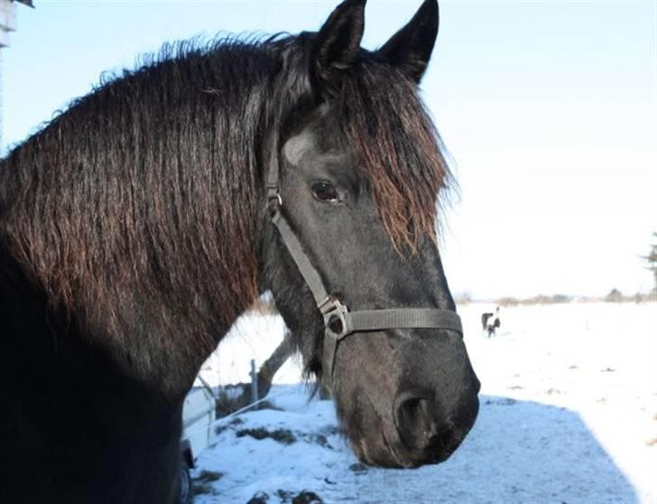 Frieser Dieke B billede 1