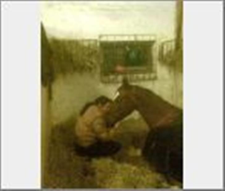 Hollandsk Varmblod Zunita billede 20