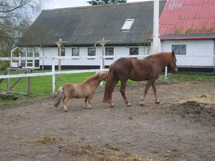 Anden særlig race JENKA   DØD Den 23/4-09 - hvor er han træls junker billede 12