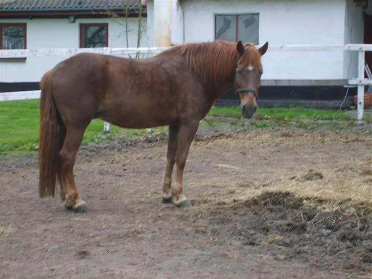 Anden særlig race JENKA   DØD Den 23/4-09 - 22/4-09 billede 13