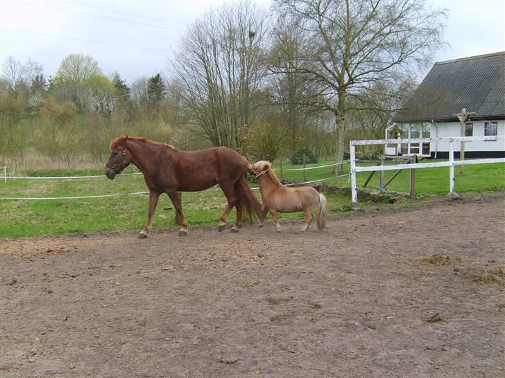 Anden særlig race JENKA   DØD Den 23/4-09 - så gå da væk billede 14
